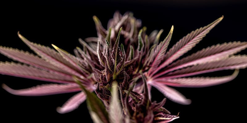 Purple Urkle | Zamnesia Seeds